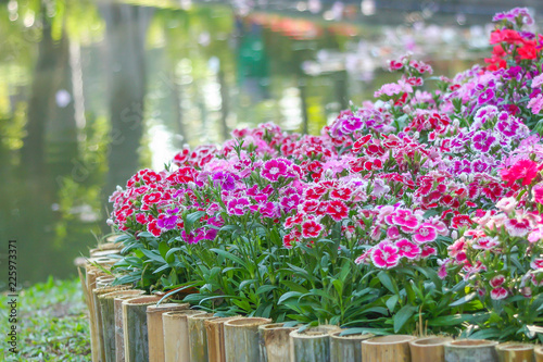 Multicolored dianthus flowers blooming in garden,Natural patterns water background