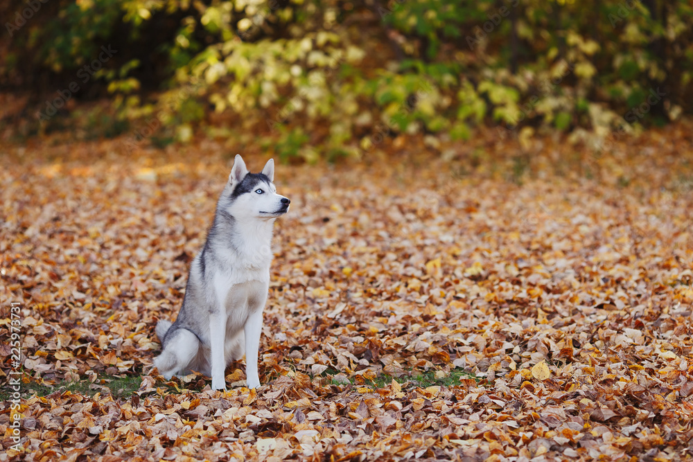 Siberian husky dog with blue eyes sitting in autumn park