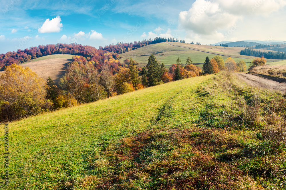 Fototapeta premium lovely autumn landscape in mountains. forest with red foliage on the hill in the distance. wonderful weather on a sunny day