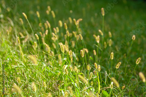 tall grass with seeds