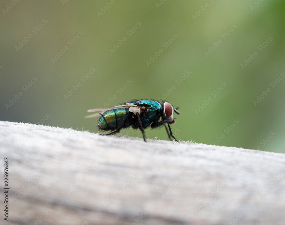 Blowfly on wood Blowfly on wood