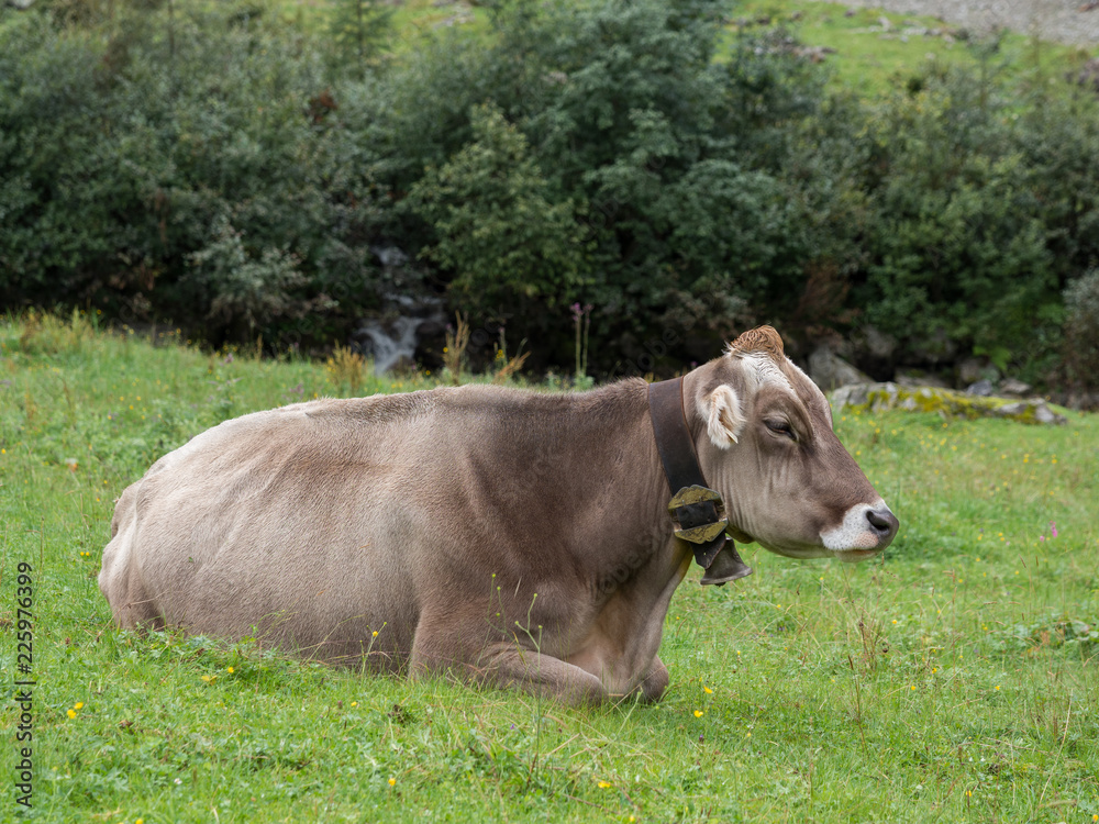 Fototapeta premium Milk cow on pasture