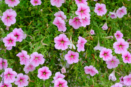 Pink flowers for decoration and garden decoration. Bright color The leaves are green in the back.