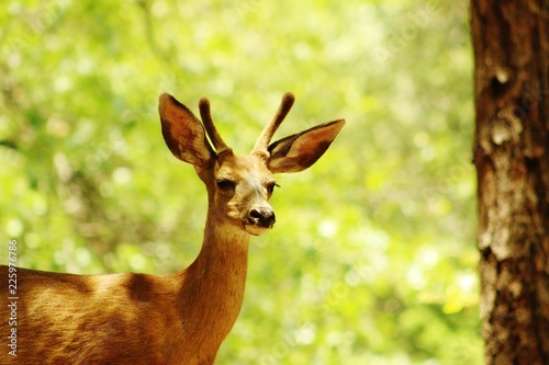 male Deer looking at camera