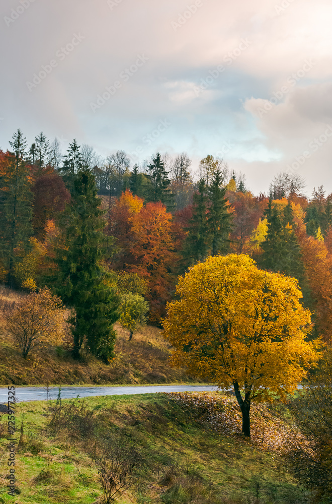 tree with golden foliage by the road in mountains. wonderful fall season scenery.