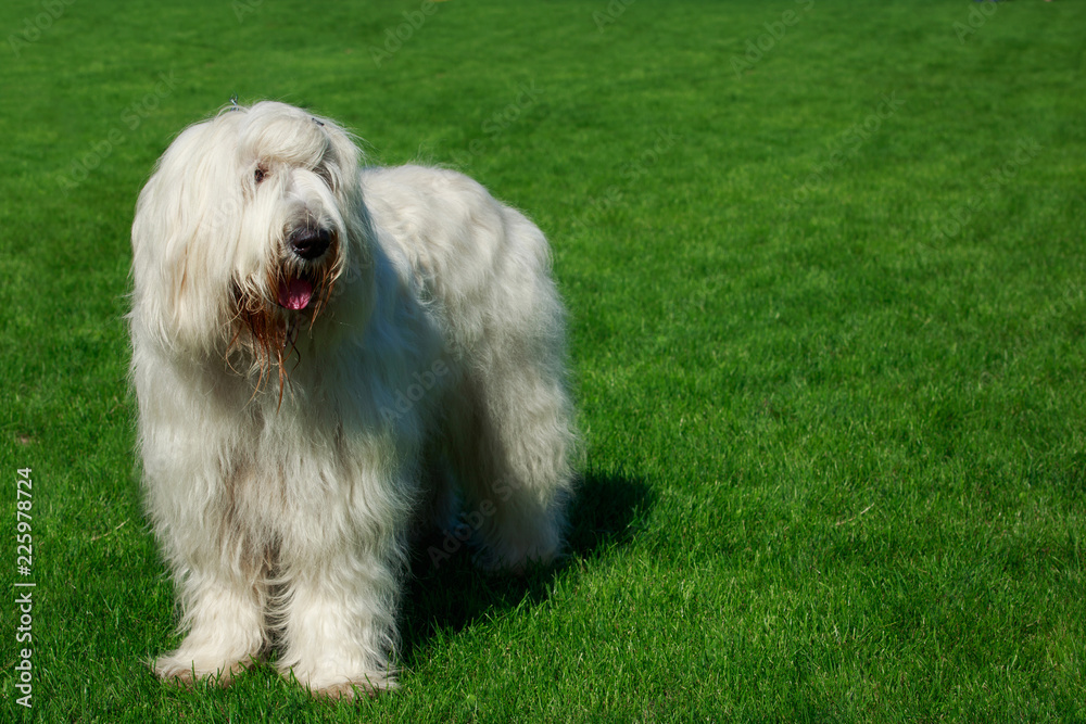 The old English Sheepdog and the South Russian shepherd dog on the lawn.  Adobe RGB Stock Photo - Alamy