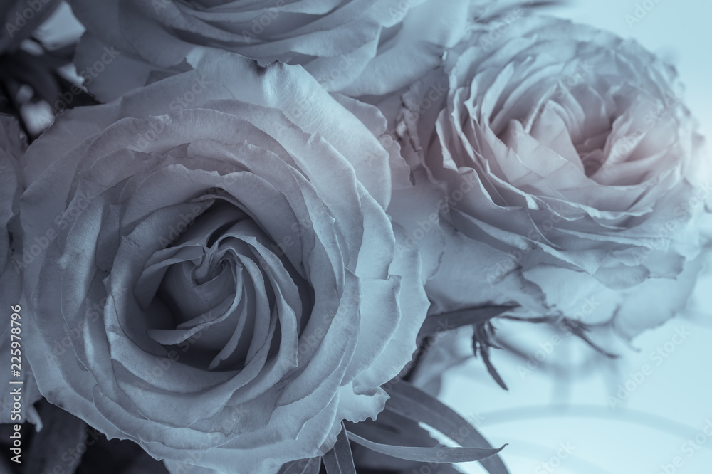 bouquet de roses de couleur blanche et rose sur fonds blanc en studio en  gros plan en noir et blanc. Stock Photo | Adobe Stock
