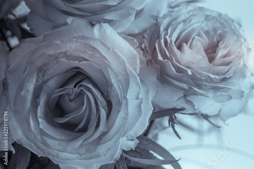 bouquet de roses de couleur blanche et rose sur fonds blanc en studio en gros plan en noir et blanc.