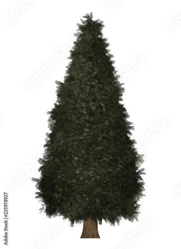 tree white background isolated Christmas green wood leaf 