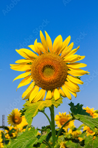 Fototapeta Naklejka Na Ścianę i Meble -  Blooming sunflower with blue sky.
