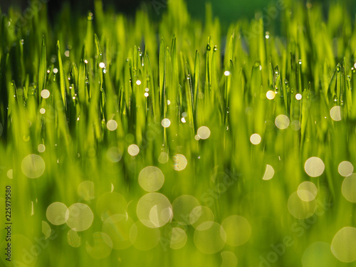 Fresh green grass with dew drops in sunshine on auttum. Abstract blurry background. Nature background. Texture. Blur green grass with morning water drops.