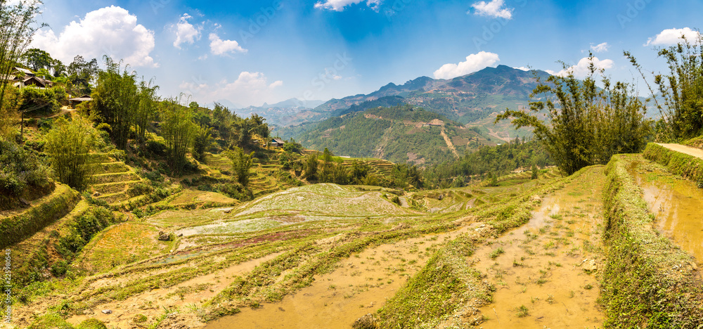 Fototapeta premium Terraced rice field in Sapa