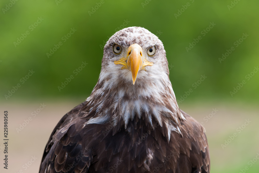 Bald eagle (lat. haliaeetus leucocephalus) Bald eagle (lat. haliaeetus leucocephalus)