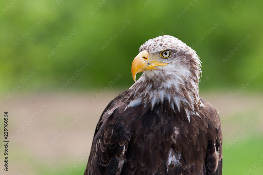 Bald eagle (lat. haliaeetus leucocephalus)