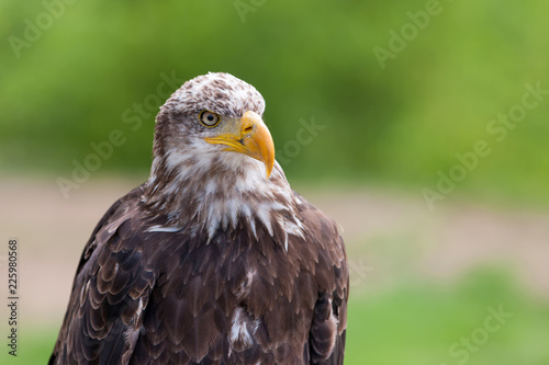 Bald eagle  lat. haliaeetus leucocephalus 