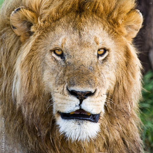 Lion in the Serengeti National Park, Tanzania