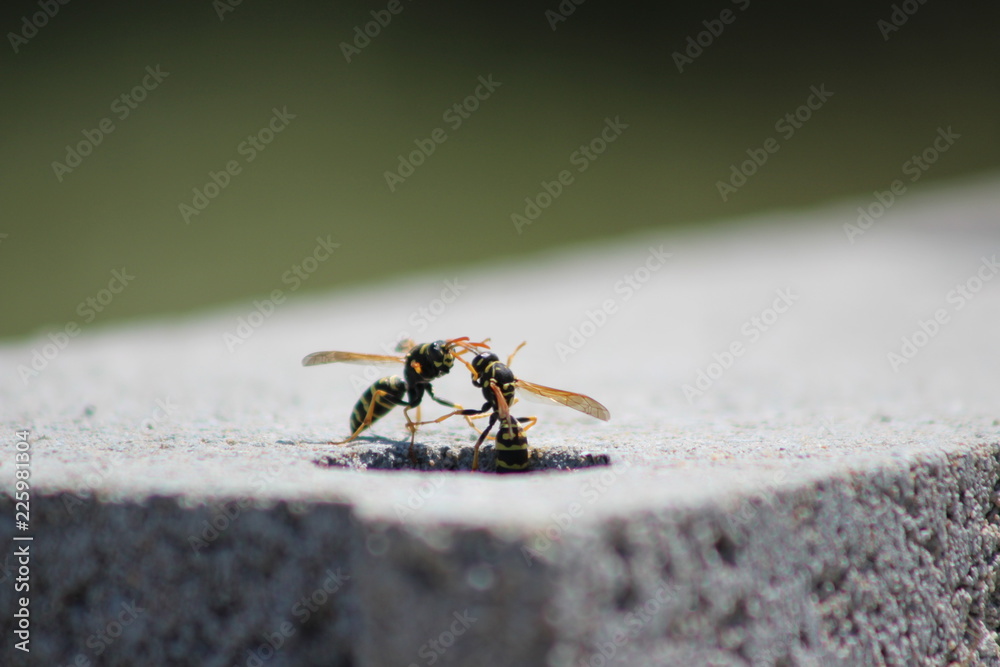 Abeille - bee Abeille - bee