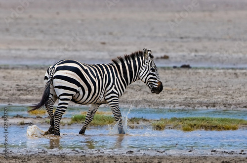 Zebra in the Serengeti National Park  Tanzania