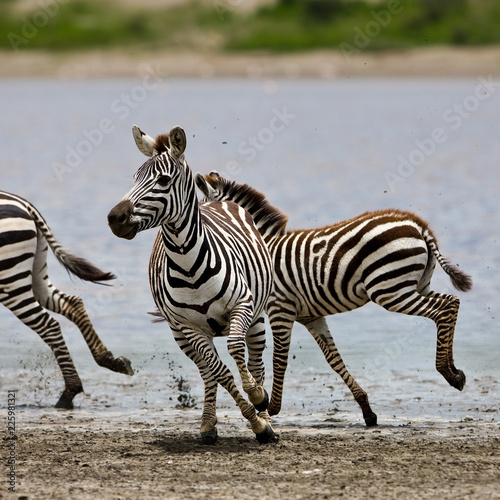 Zebras in the Serengeti National Park  Tanzania