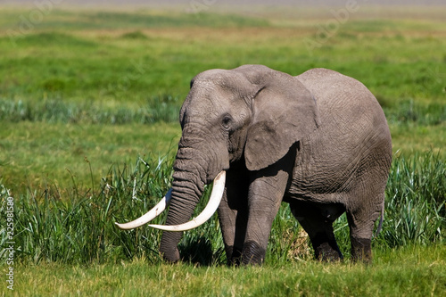 African elephant in the Ngorongoro Crater  Tanzania