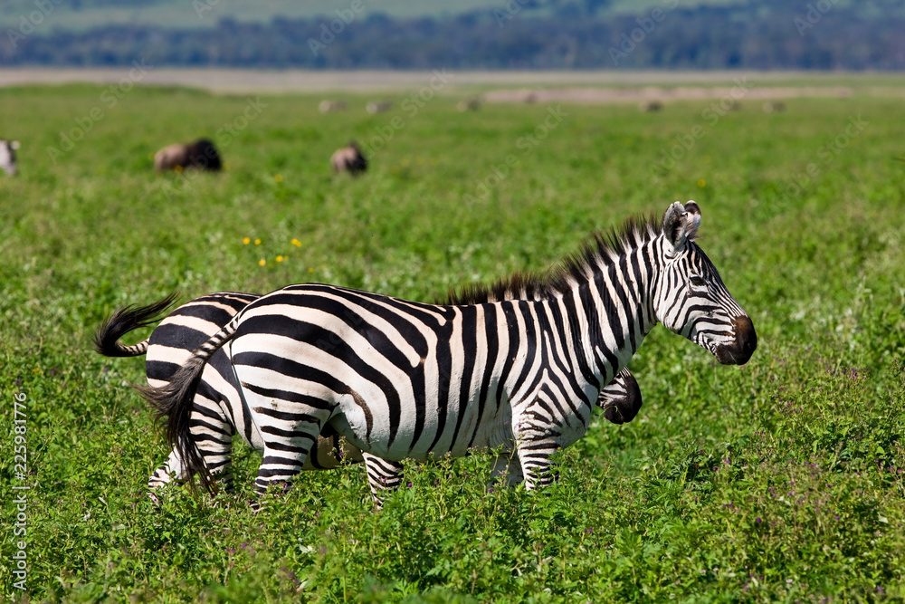 Zebras in the Ngorongoro Crater, Tanzania Zebras in the Ngorongoro Crater, Tanzania