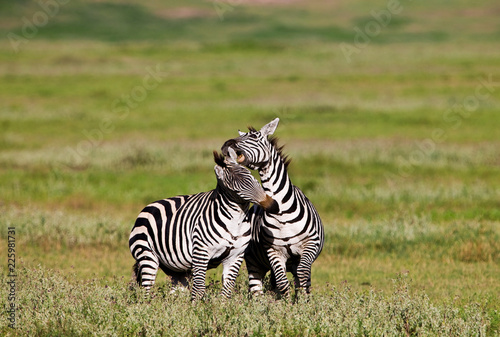 Zebras in the Ngorongoro Crater  Tanzania