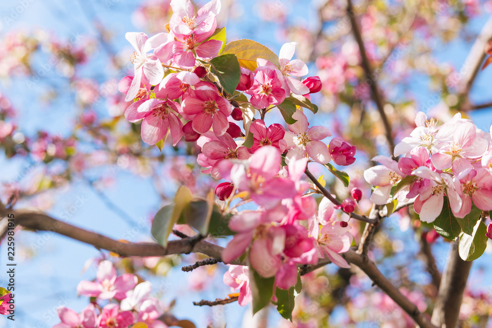 Fototapeta premium Pink apple tree blooms in spring