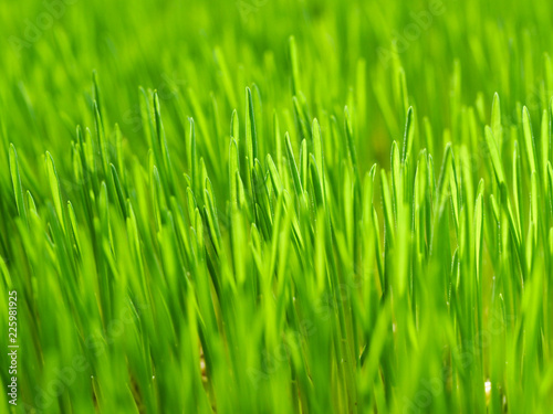 Fresh green grass in sunshine on auttum. Abstract blurry background. Nature background. Texture.