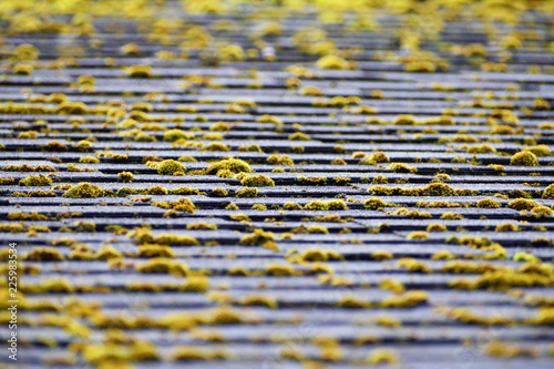 Surface of grey asphalt shingles roof overgrown with moss as blurred abstract textured background at shallow depth of field.  photo