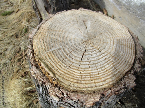 Stump of old sawn larch on dry grass
