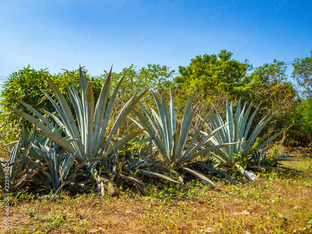 Obraz premium OLYMPUS DIGITAL CAMERA