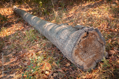 Felled tree lies in the forest