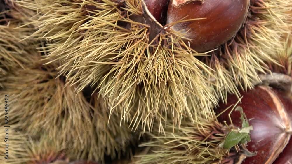 Chestnut thorns shell, seasonal dried fruits in autumn Chestnut thorns shell, seasonal dried fruits in autumn