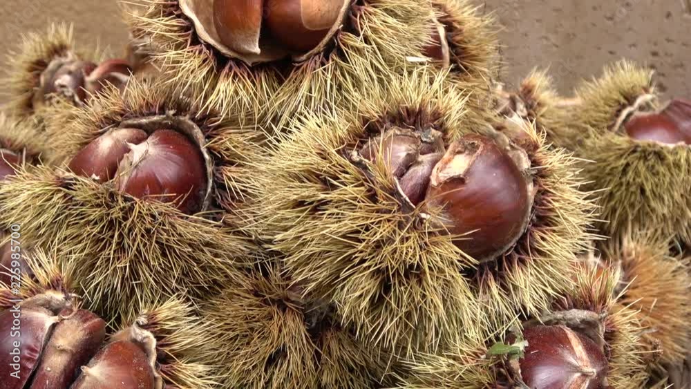 Chestnut thorns shell, seasonal dried fruits in autumn Chestnut thorns shell, seasonal dried fruits in autumn
