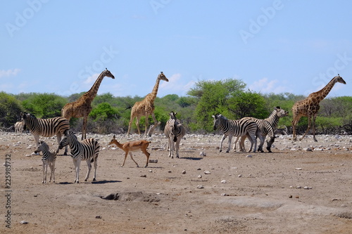 Giraffes, Zebras and impala in Etosha National Park, Namibia © Jerry