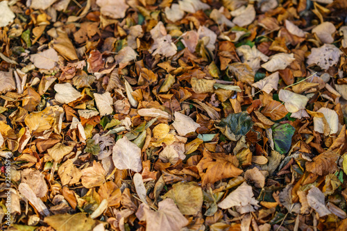 Autumn Leaves In Park  © nrqemi