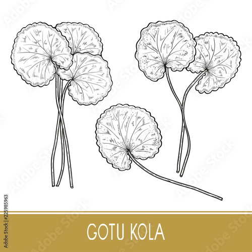 Gotu kola. Plant.  Leaves, stem. Monochrome. Sketch. On a white 