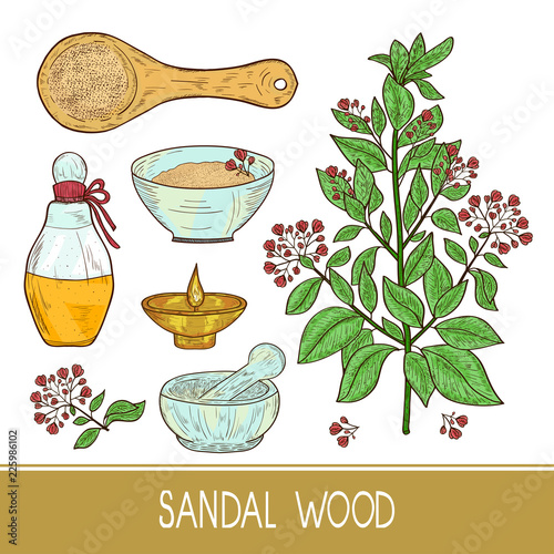 Sandal wood. Plant. A stem, leaf, flower. Powder, spoon, oil, bo