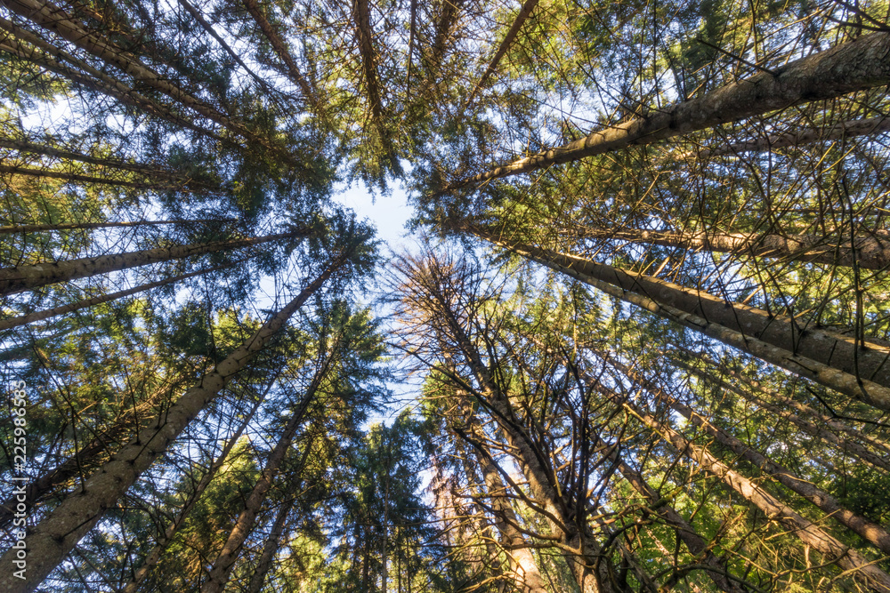 Obraz premium Conifers forest from the French Alps