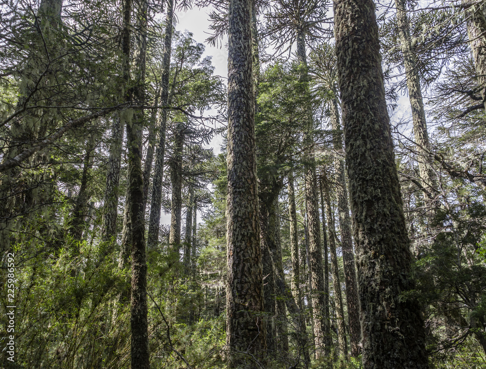 Araucaria forest in National Park Nahuelbuta, South of Chile. Araucaria forest in National Park Nahuelbuta, South of Chile.