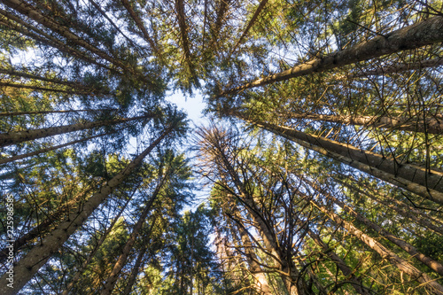 Conifers forest from the French Alps