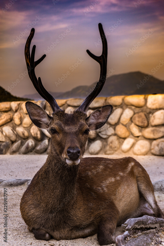 Fototapeta premium laying down deer in the streets of miyajima