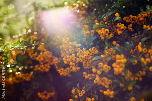  Pyracantha, yellow or orange berries. The white flowers in summer are followed by autumn and winter berries