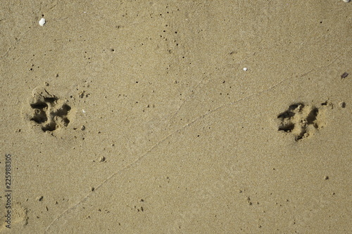 impronta di animale cane sulla sabbia