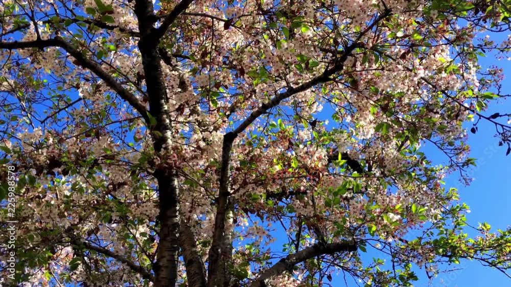 Cherry blossom on a sunny day in Santa Cruz, California, USA Cherry blossom on a sunny day in Santa Cruz, California, USA