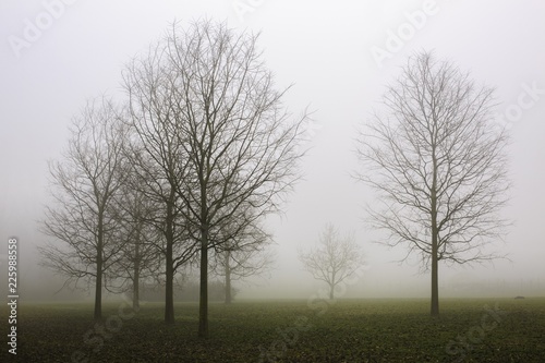 Alberi nel bosco in inverno tra la nebbia photo