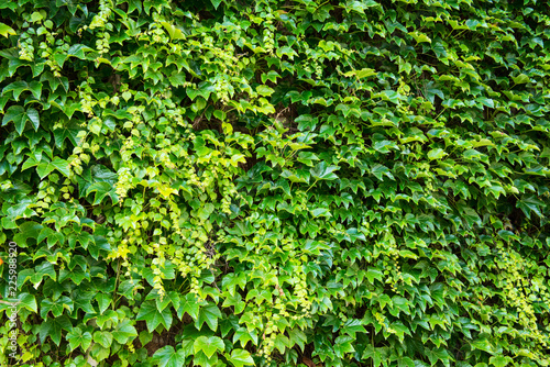 Colourful group of ivy leaves cover old wall. Natural frame to add text. Mix multi colour leafs shade of light and dark green. Leaf bacground concept.