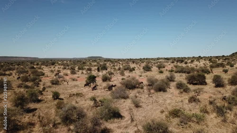 Herd of African Elephants video by aerial drone Herd of African Elephants video by aerial drone