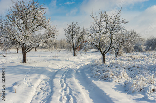 Pure winter landscape with an earth road in orchard