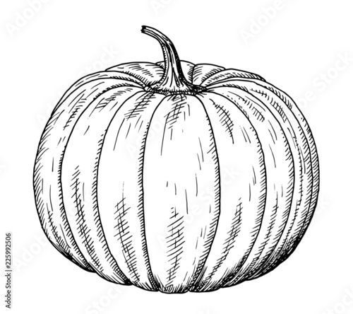 Drawing of pumpkin - hand sketch of Cucurbita, black and white illustration
